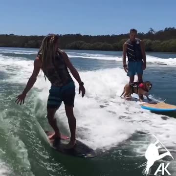 Amazingly Talented Dog Loves To Go Surfing