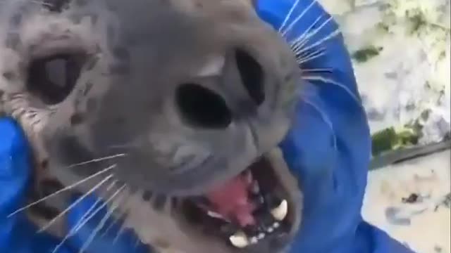 Funny seal 🦭 Video 📹 funny 😄 😆 🤣 😀