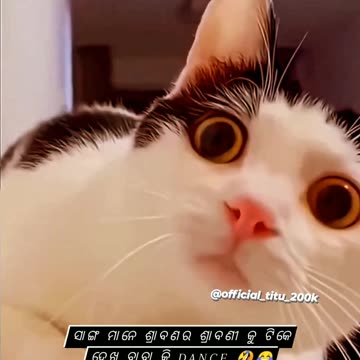 Funny animal videos| Cute animal Dog & Cat & Simpaji videos