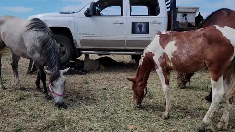 Just another day at the ranch with the bison and the horses