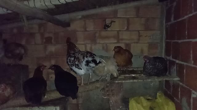 Sleeping chicken