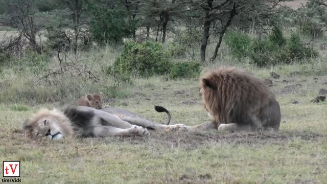 Small Lion Cubs Annoy Their Sleeping Fathers