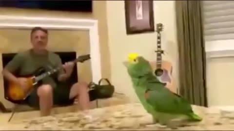 rock kite look how he sings