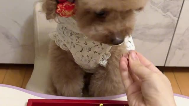 Small food online, eat really sweet home greedy dog