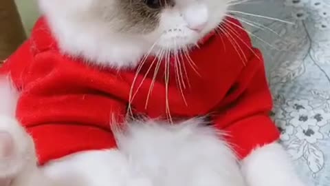 Cute cat