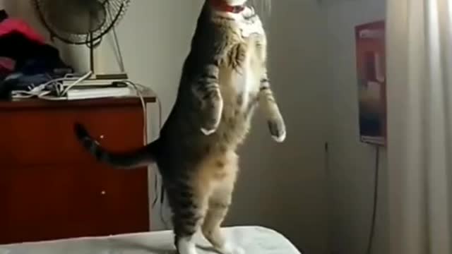 Funny animals