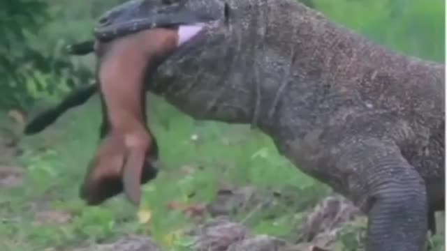 Wildlife😱😱😱😱😱😢😢