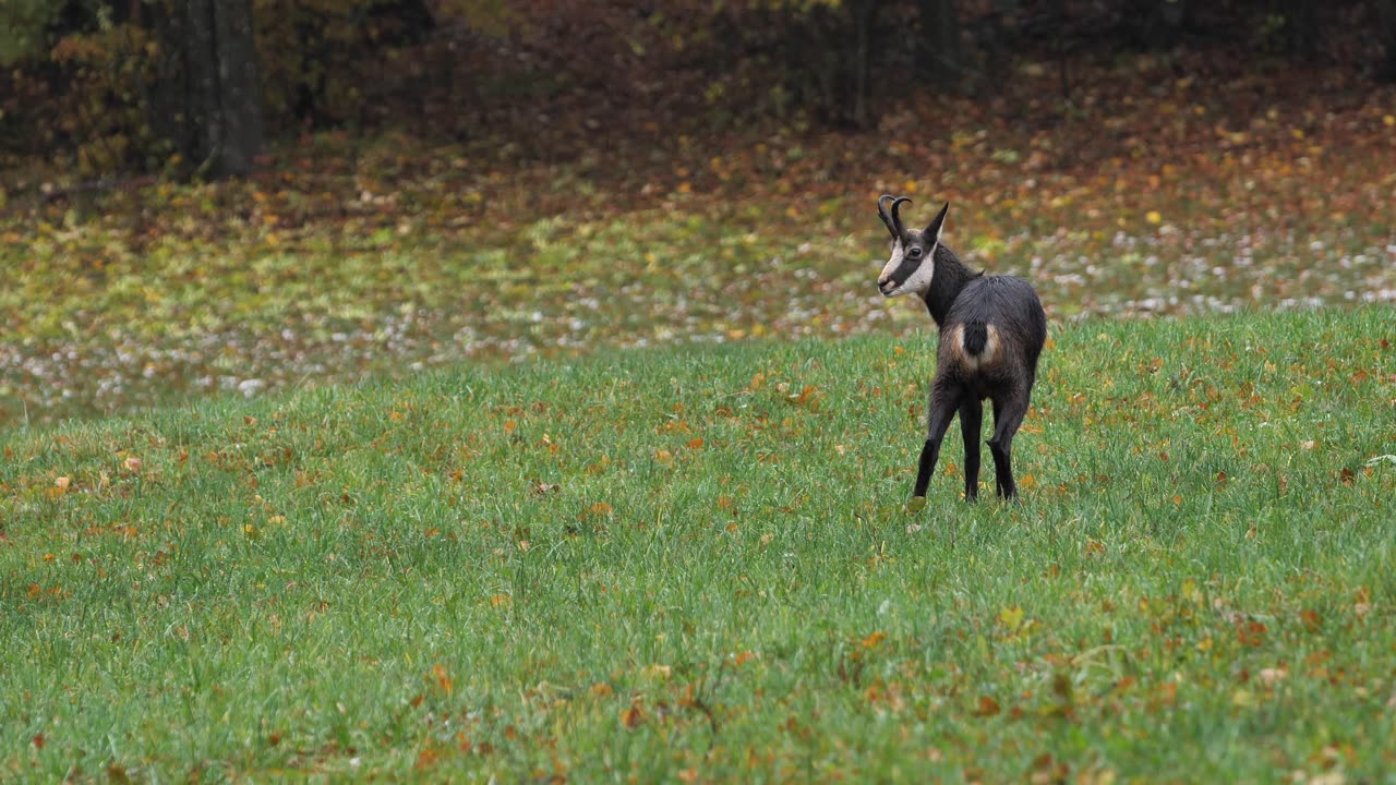 Chamois wild animal