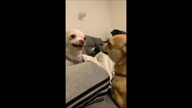 Chihuahua talk's