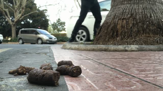 I SEE POOP - San Francisco NEW DA Cleaning House Of Socialists and CRAP