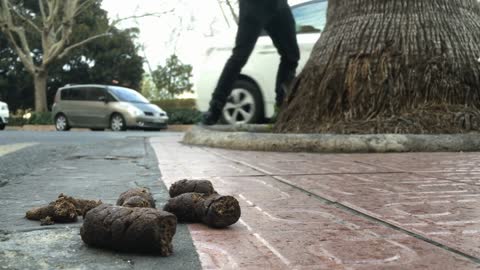 I SEE POOP - San Francisco NEW DA Cleaning House Of Socialists and CRAP
