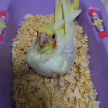 Cockatiel development stages