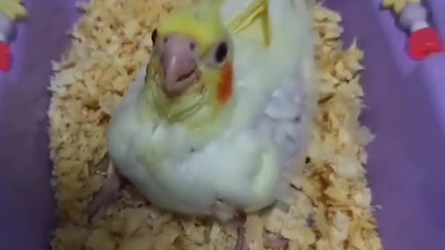 Cockatiel development stages