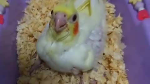 Cockatiel development stages