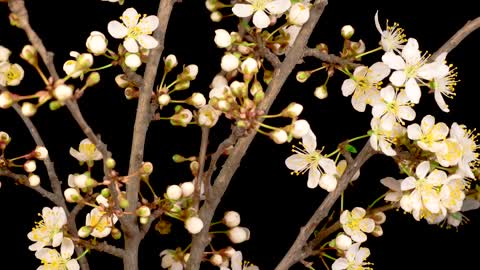 White flowers sprouting from the branches of a tree