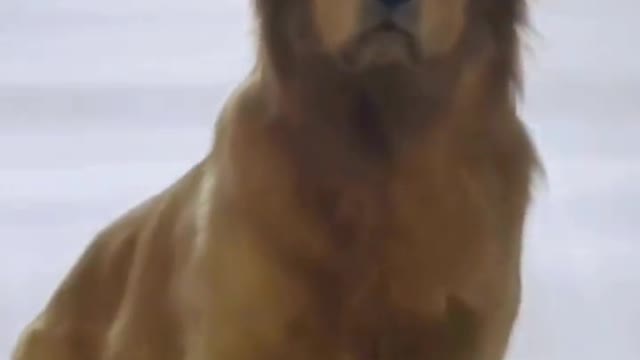 Cute favourite golden retriever
