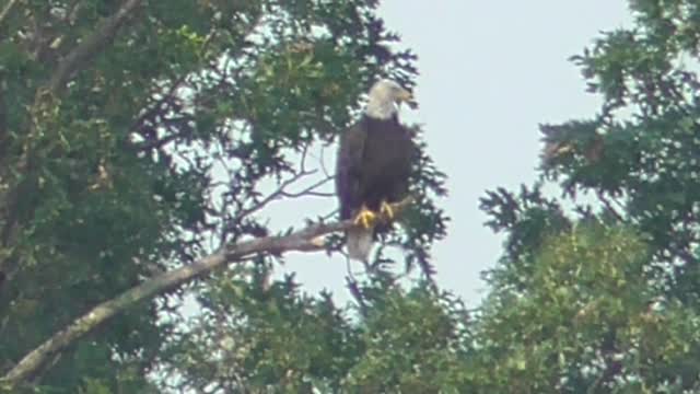 119 Toussaint Wildlife - Oak Harbor Ohio - Just Dropping This Off