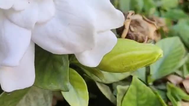 A fragrant white flower