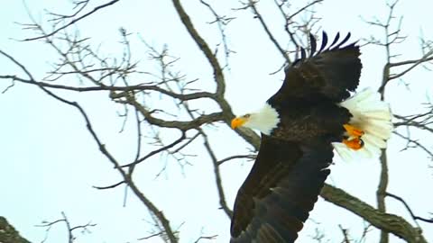 Eagles strike the sky, how handsome