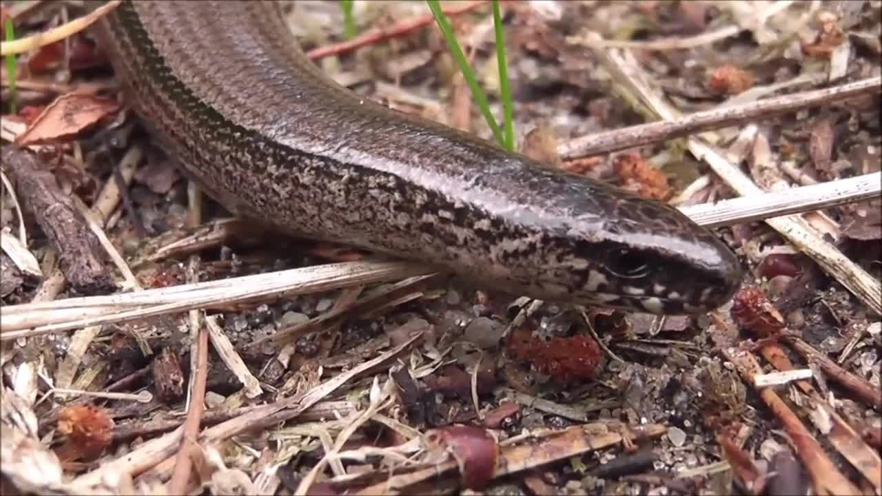 Different snake