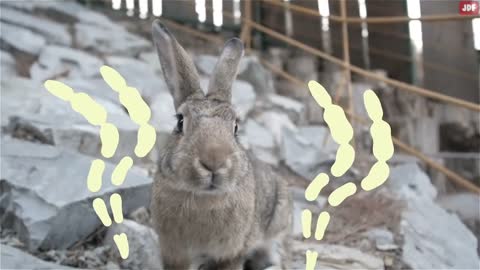 Rabbit Body Language Explained