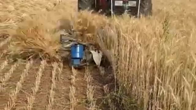 This way to collect wheat and barley in Pakistan