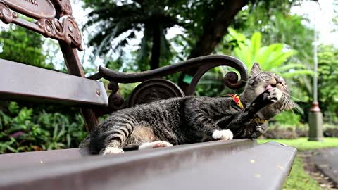 Cat Thailand one of the best nice and cute cats in the world