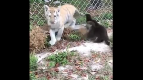 tiger and otter