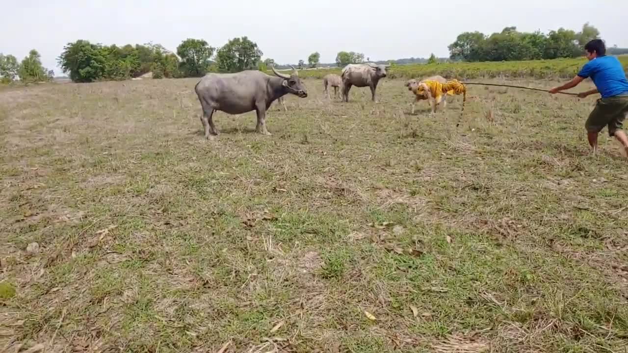 Fake Tiger Prank on a Buffalo!!!