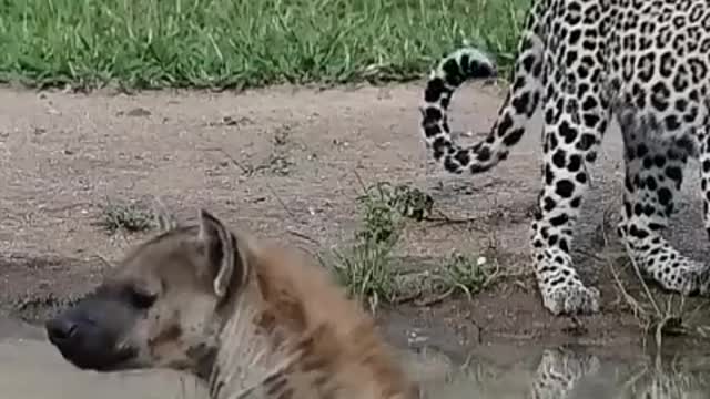 Funny animal planet ka power of god video