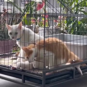 Funny Animal Videos 😂- Funniest Cats And Dogs Videos || Animal Funny Moments || Pet Hub12 😺😍