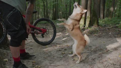 The dog is standing on two legs and holding a stick