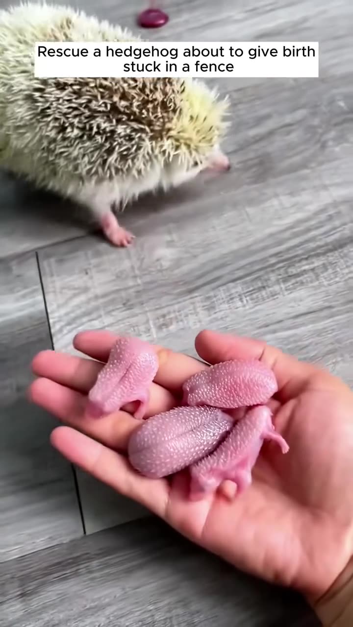 Rescue a hedgehog about to give birth stuck in a fence