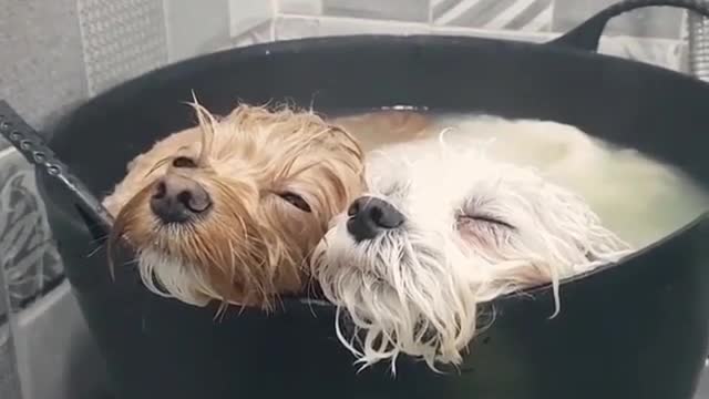 Dog enjoying bath