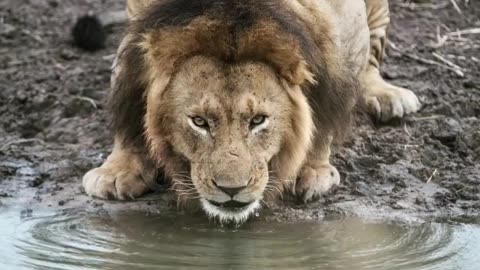 Wildlife