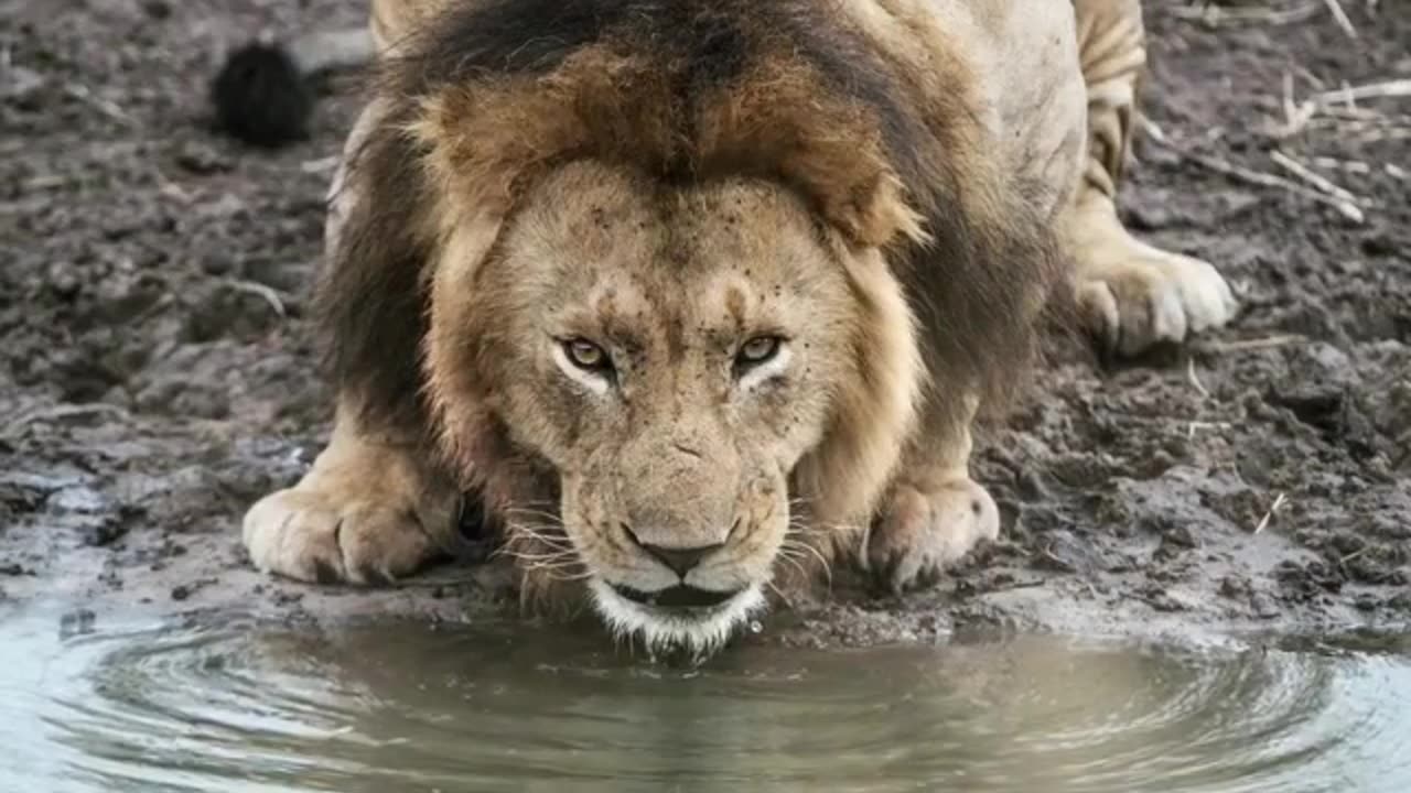 Wildlife