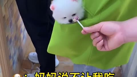 I like very healing cute puppy