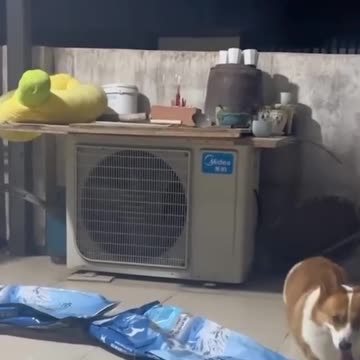 Funnny dog videos of the dog in mornig....