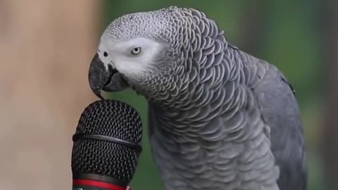 Talking Parrot on Mic