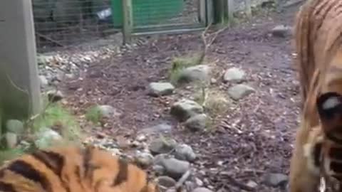 TIGER FIGHTT IN ZOO