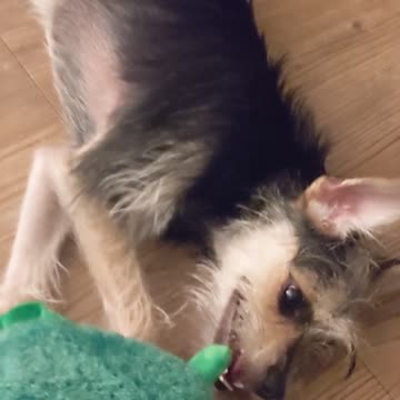 Maya's Toy Reviews - Crazy-Eyed, Excited, & Exhausted After Avocado/Taco Incident