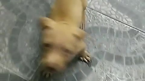 my dog ​​playing