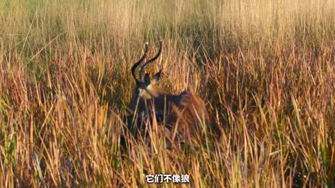 Fighting wits with antelopes, and being tough with lions, are African wild dogs really so strong?