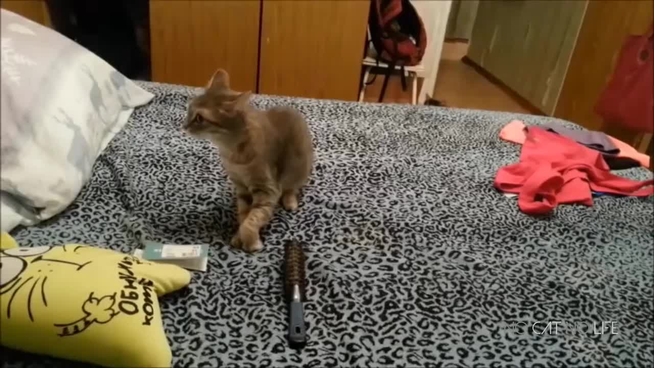 Funny cat 2021 new video