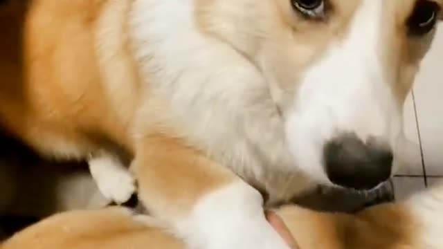 What does a dog's expression mean?