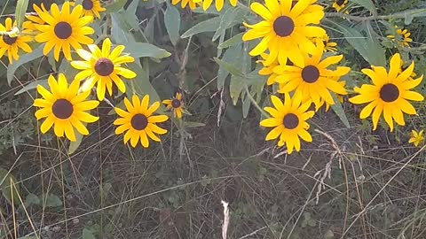 Black-eyed Susan