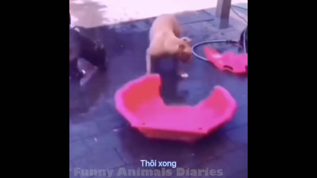 Funniest Animals Videos - 😂 Try Not To Laugh| Amazing Animals