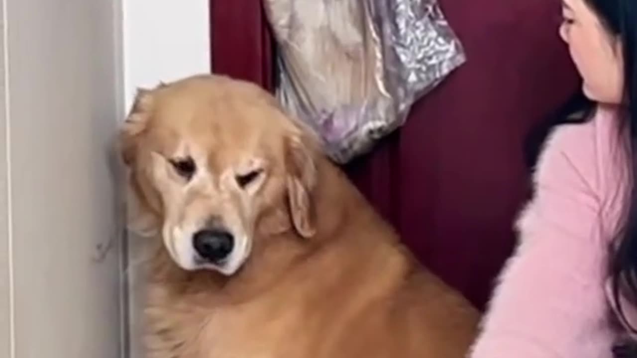 Funny dog video part 5 😅😂😅😅