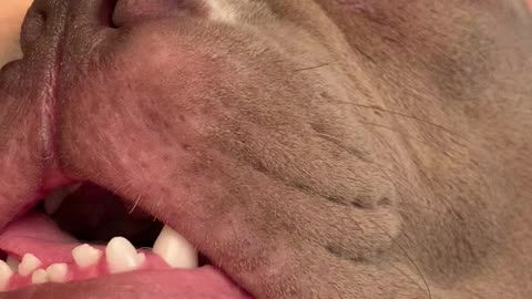 My sleeping Bode