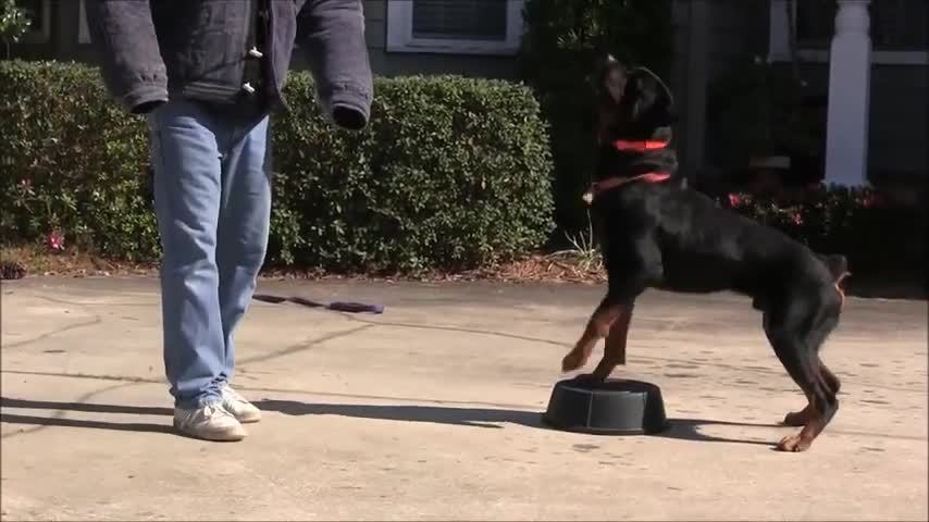 Teaching dogs to guard people and objects | Dogs Training